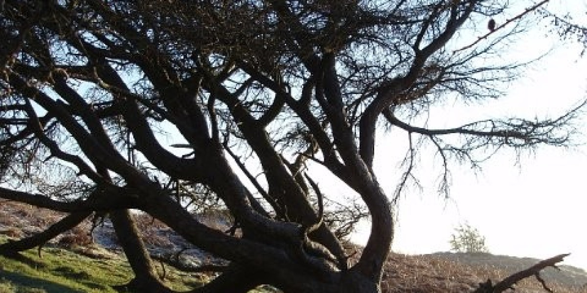 Real Money Gaming on iOS & Android USA